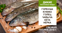 Icefish