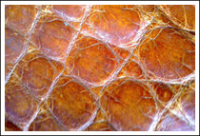 Кожа, премиальное производство (Главная)