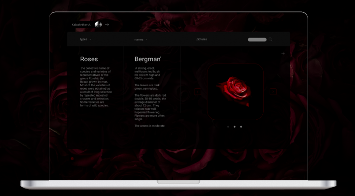 rosa