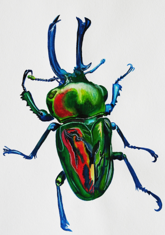 King Insect