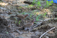 Птицы дивные