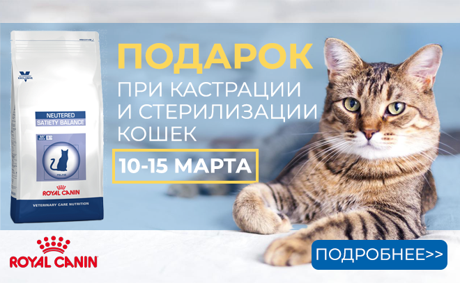 Баннер для Web "Royal Canin"