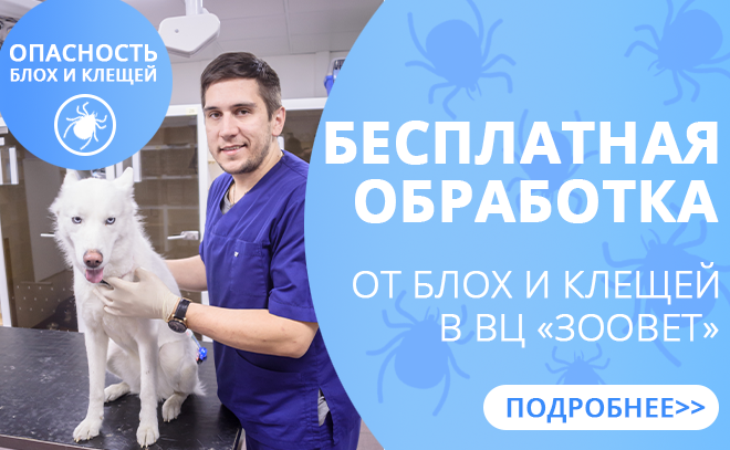 Баннер для Web "Ветеринарная клиника"