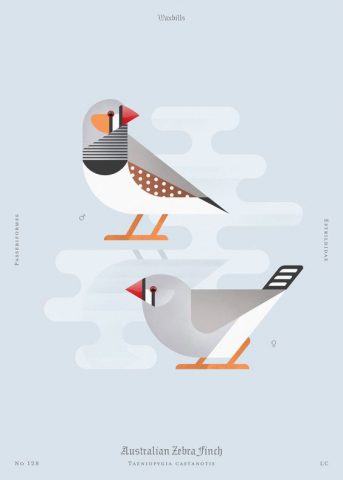 Birds