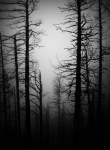 Работа 2416471