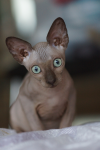 Кот