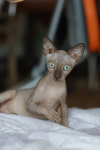 Кот
