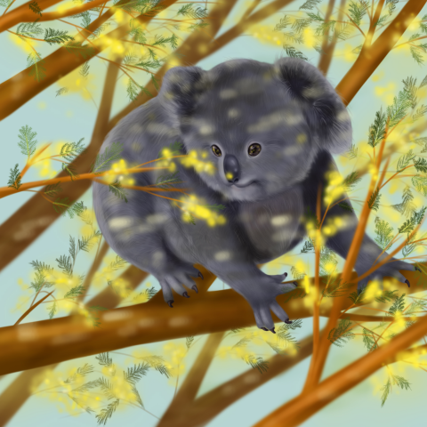 Коала на мимозе