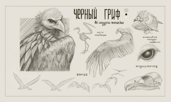 Чёрный гриф
