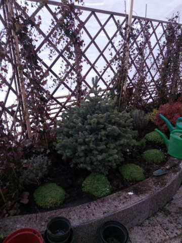 Оформление участка на Проспекте Мира