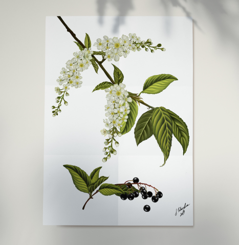 Ботаническая иллюстрация