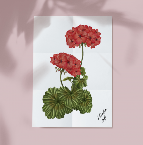 Ботаническая иллюстрация