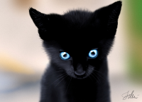котик