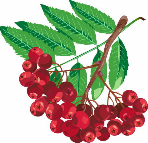 Веточка рябины