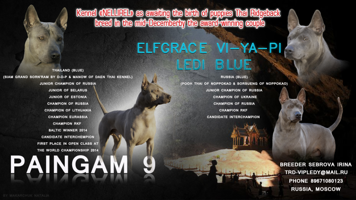 Разработка афиши помета для питомника