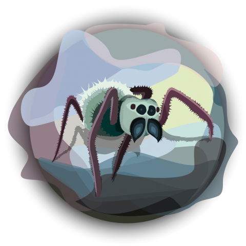 Spider