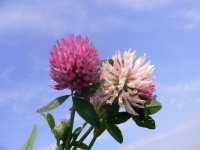 За розовым облачком