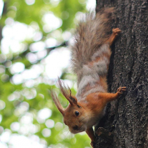 Белка в парке