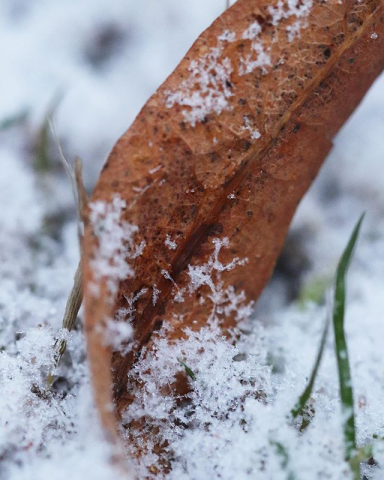Колыбельная зимы