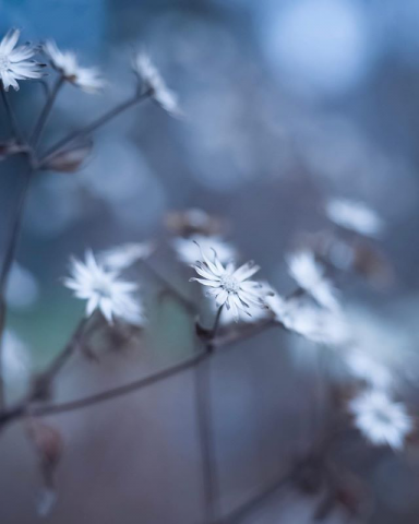 Туман