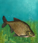 Иллюстрация для упаковки-лещ