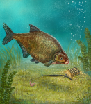 Иллюстрация для упаковки-лещ и фидер