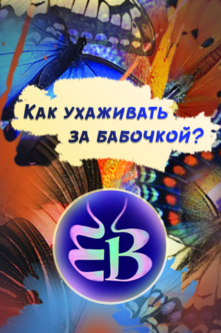 Аннотация  "Как ухаживать за бабочкой"