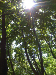 226