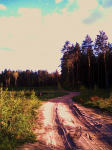 лес