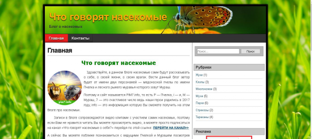 Что говорят насекомые