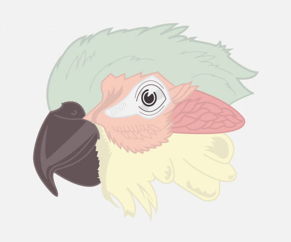 Parrot