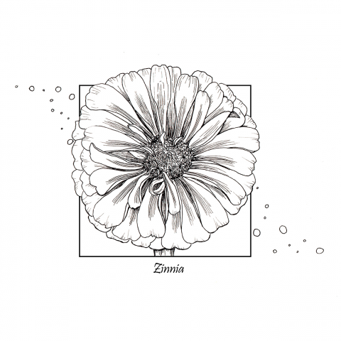 Zinnia