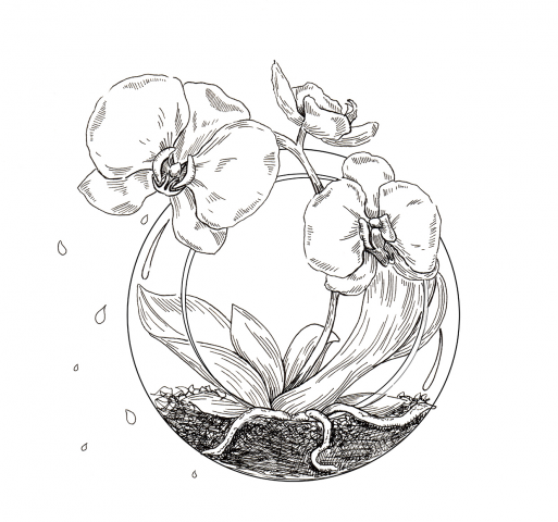 Orchid