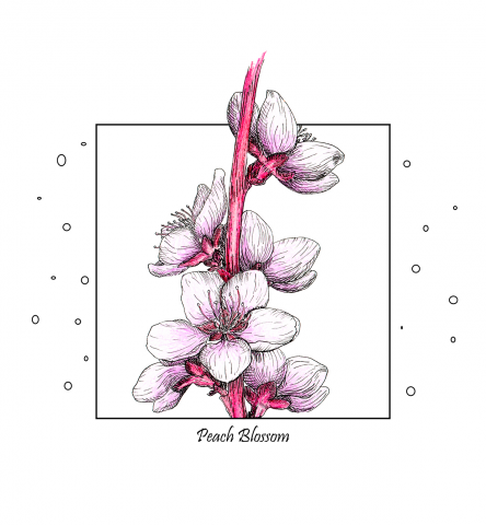 Peach Blossom