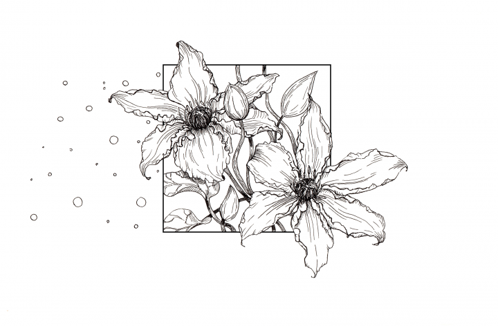 Clematis