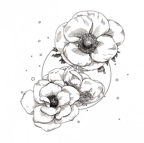 Anemone