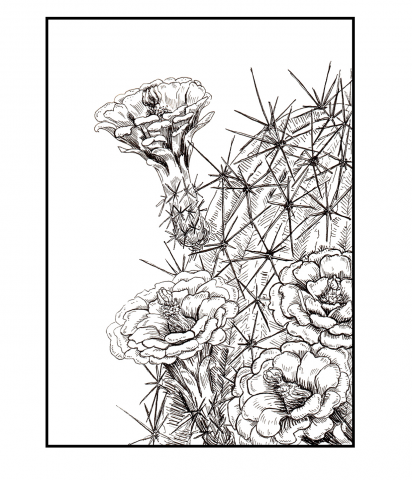 Cactus