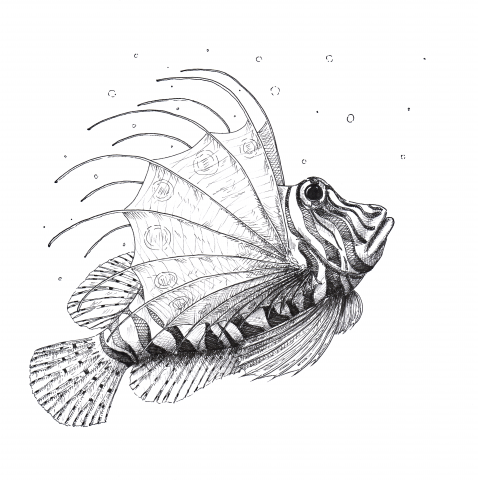 Lion-fish