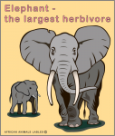 Elefant