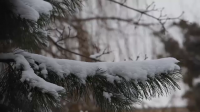 Поздравительный новогодний ролик
