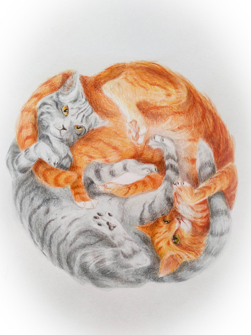 Котики