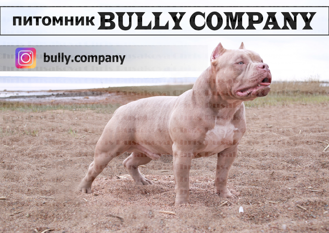баннер для питомника "Bully Company"