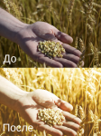 Работа 3052491
