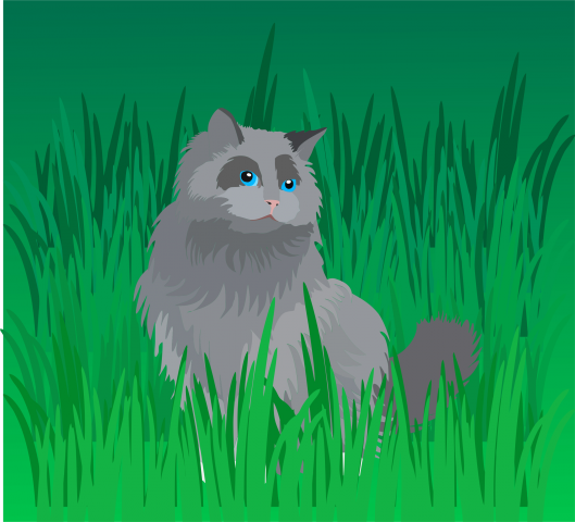 Котик