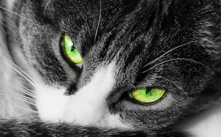 Кошачья история