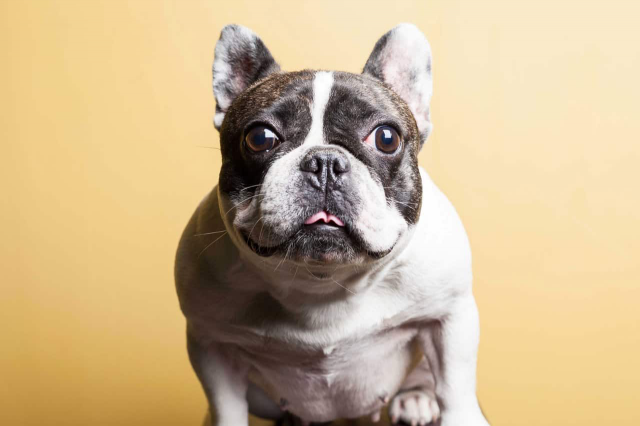 LEELA THE BULLDOG