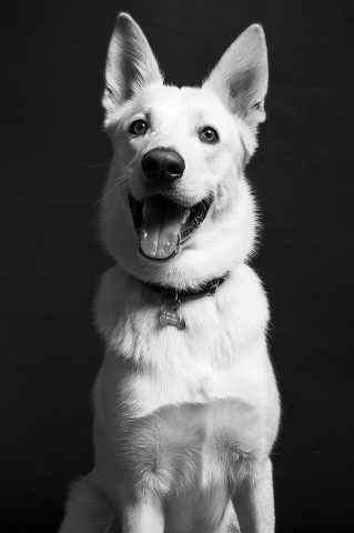 Kokos The Dog :)