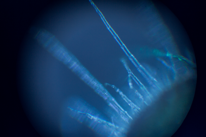 Микросъемка растения