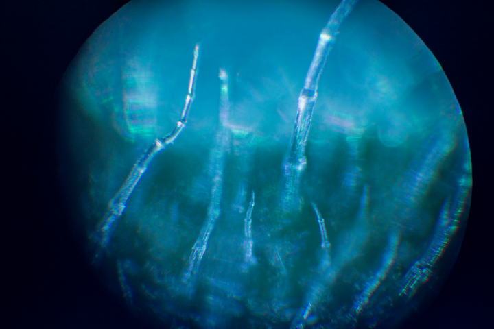 Микросъемка