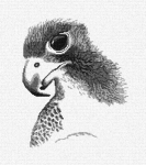 Орел